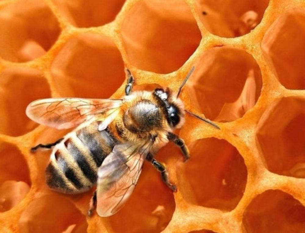 В Саратовской области откроется музей пчелы