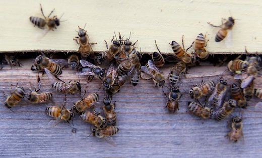 Минувшей зимой в Латвии погибли 19% пчелиных семей
