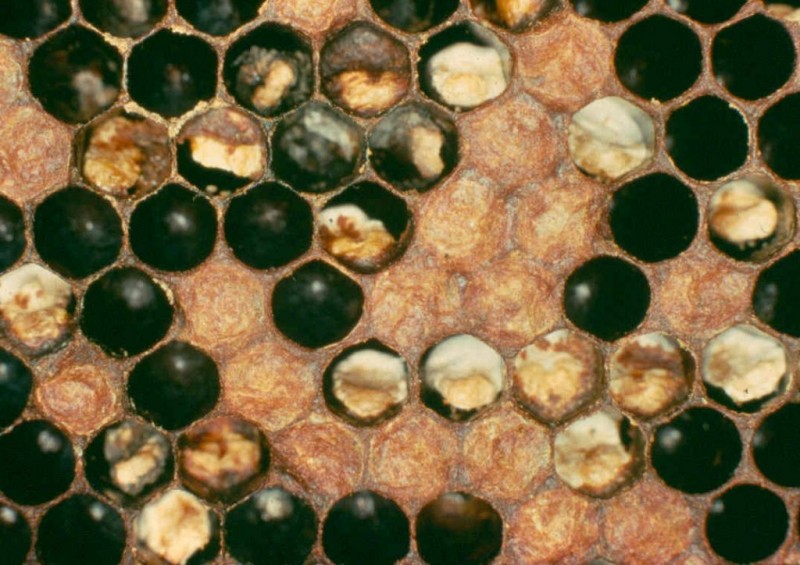 Мешотчатый расплод пчел