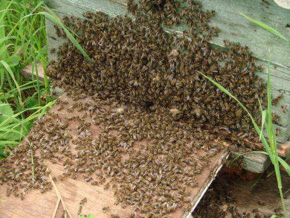 Как вывести пчел из роевого состояния — способы