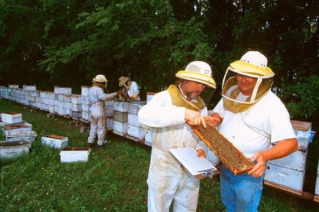 Советы для начинающего пчеловода