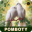 pomboty