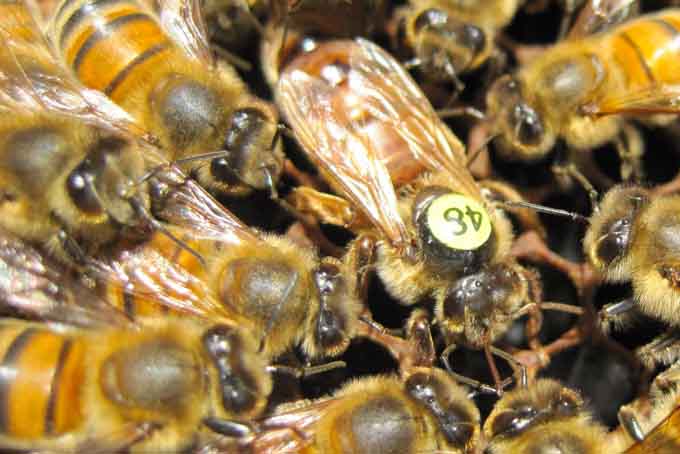 Бакфастские пчелы