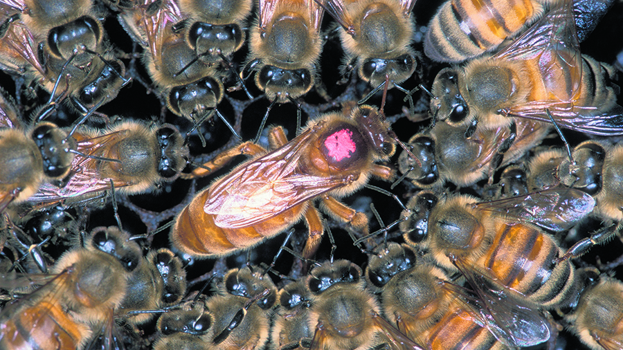 Состав и обязанности пчелиной семьи